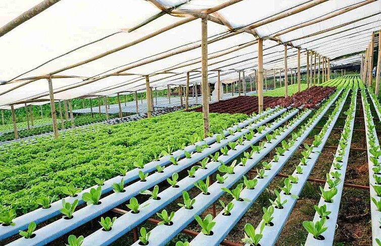 Produção de verduras em sistema hidropônico fortalece a agricultura familiar em Primavera do Leste