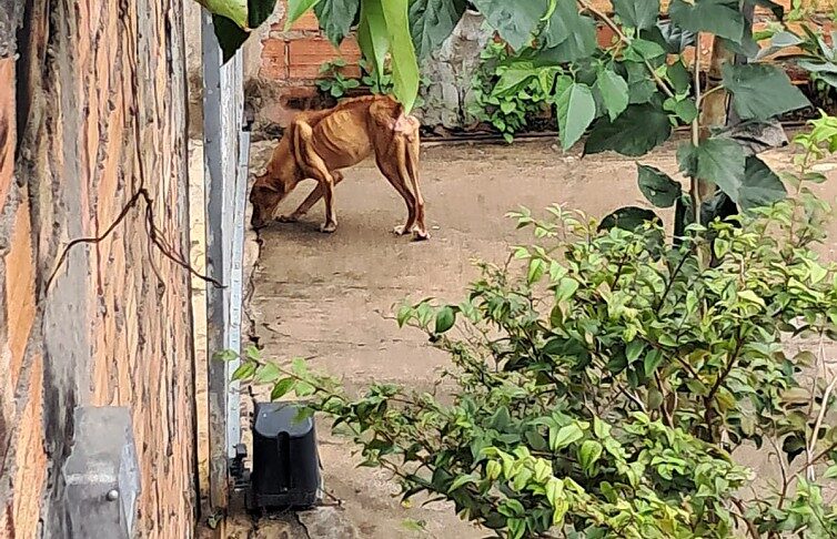 Fiscalização apura denúncias de maus-tratos a animais em três bairros de Primavera do Leste